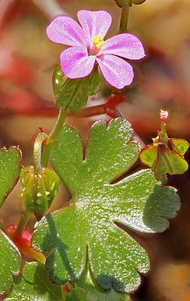 File:Geranium lucidum, Shining Crane's-bill, Pothole Valley, North Wales, June 2013.jpg