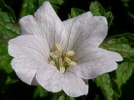 Geranium oxonianum 'Walter's Gift'