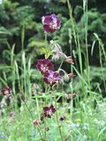 Miniatura para Geranium