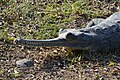 * Nomination: Crocodiles in Hamat Gader. By User:Staselnik --Andrew J.Kurbiko 00:14, 10 January 2020 (UTC) * * Review needed