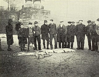 #108 (14/1/1933) Locals standing beside the Scarborough giant squid (Clarke, 1933:157, fig.)