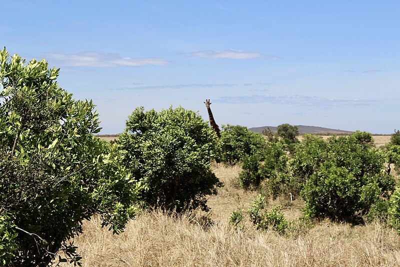 File:Giraffe, Maasai Mara.jpg