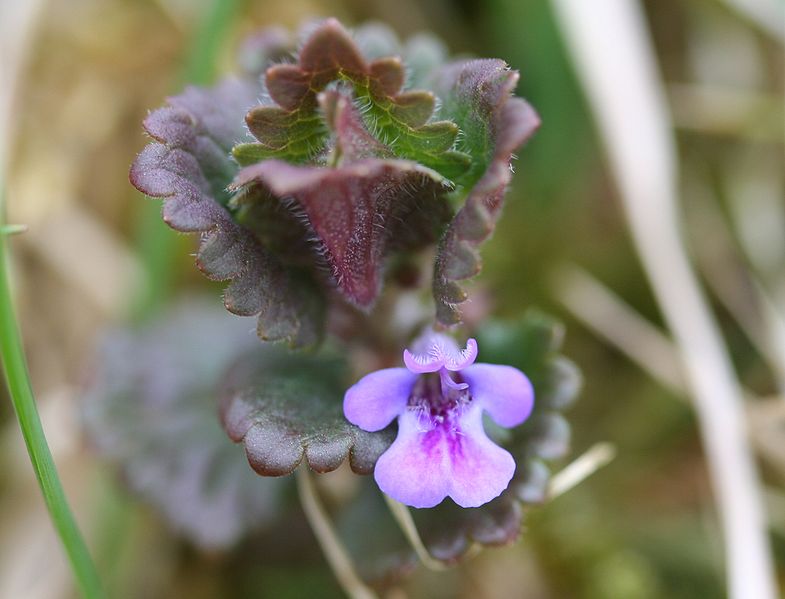 File:Glechoma hederacea-01 (xndr).jpg