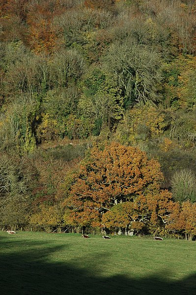 File:Gloucester cattle - geograph.org.uk - 2154801.jpg