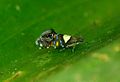 Glyphipterigidae Spider mimic moth.jpg