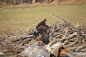 Golden eagle Zoo Munich.JPG