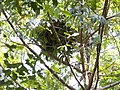 Paprastosios šimpanzės lizdas medyje