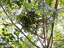 A nest on a tree where chimpanzees sleep overnight Gombe Stream NP Schlafstelle.jpg