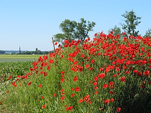 popies on the knoll