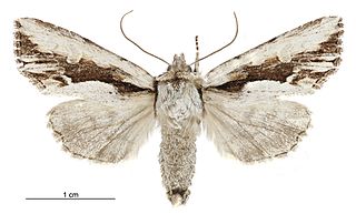 <i>Ichneutica paracausta</i> Species of moth