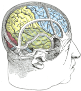 頭蓋骨と脳の関係を示した図