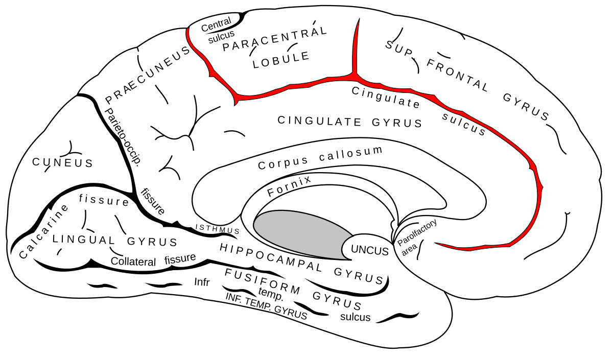 https://upload.wikimedia.org/wikipedia/commons/thumb/2/2e/Gray727_cingulate_sulcus.svg/1200px-Gray727_cingulate_sulcus.svg.png