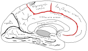 帯状溝。頭頂下溝の前方を走る脳溝。