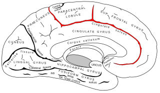 <span class="mw-page-title-main">Cingulate sulcus</span> Brain fold on the cerebral cortex