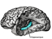 Lateral view of the hippocampus (blue) deep to the cerebral cortex. 