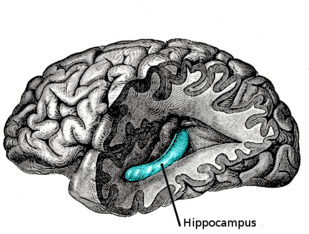 Lateral view of the hippocampus which is located in the medial temporal lobe Gray739-emphasizing-hippocampus.png