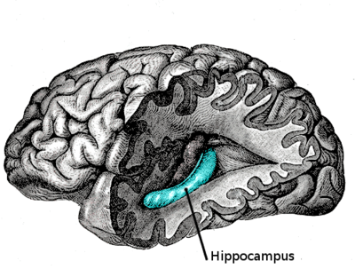 400px-Gray739-emphasizing-hippocampus.png