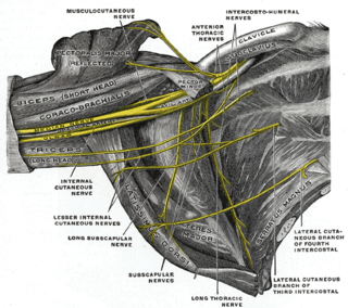 <span class="mw-page-title-main">Lateral root of median nerve</span>