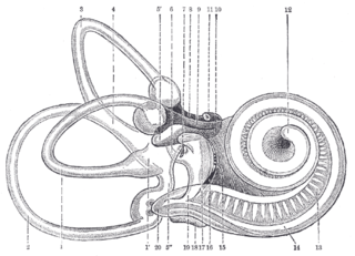 <span class="mw-page-title-main">Lagena (anatomy)</span>