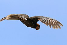 C. v. drouardi, female in breeding plumage in flight.jpg Greater vasa parrot (Coracopsis vasa drouardi) female in flight.jpg