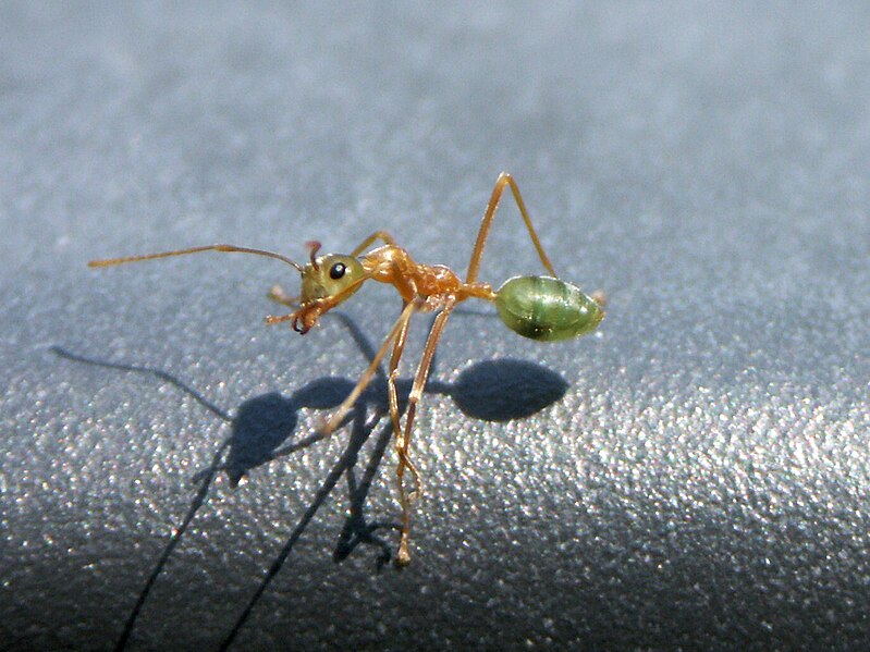 File:Green Tree Ant (Oecophylla smaragdina).jpg