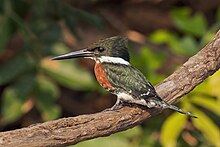 Green kingfisher (Chloroceryle americana) male 3.jpg