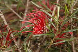 Grevillea molyneuxii.jpg