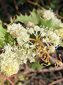 Grevillea monticola 01.jpg