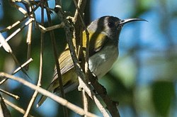 Grey-hooded Sunbird (cropped).jpg