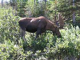 Bull Moose, Gros Morne NP