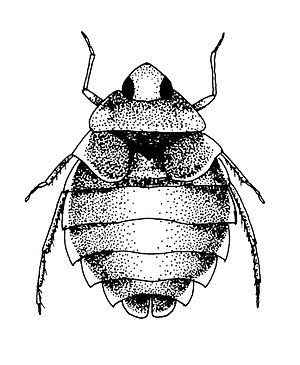 Illustration einer Grundwanze (Aphelocheirus aestivalis)