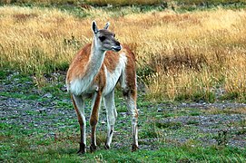 Guanaco