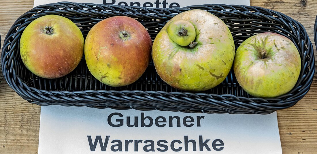 Gubener Warraschke