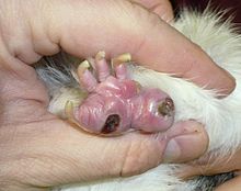 Bumblefoot in a guinea pig Guinea pig pododermatitis.JPG