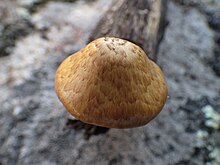 Gymnopilus igniculus 490721.jpg