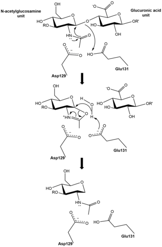 Mechanism of hyaluronan degradation. HYAL1 Mechanism.png