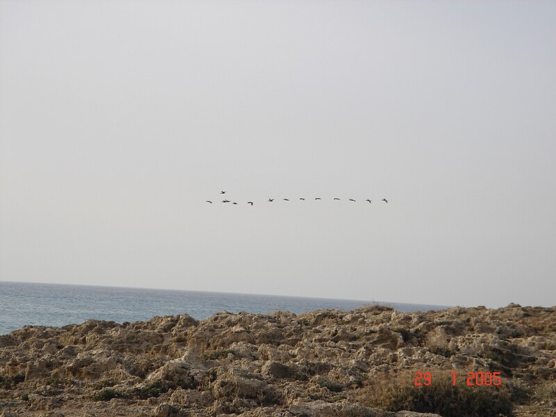 File:HaBonim-Dor beach reserve DSC00522.JPG