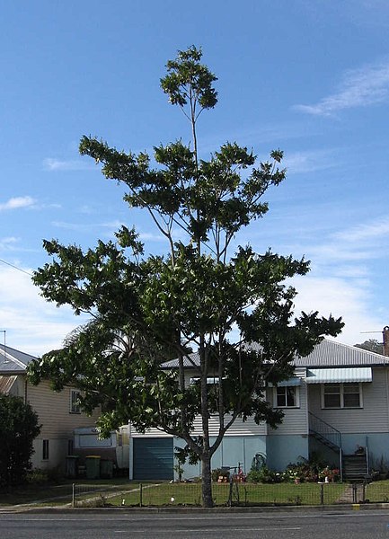 File:Habit of Flindersia schottiana.jpg