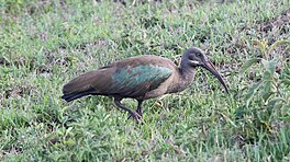 Hadada-ibis.