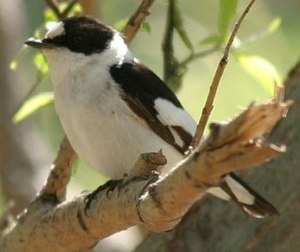 Ficedula Albicollis