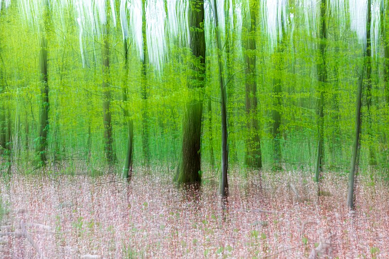 File:Haltern am See, Naturpark Hohe Mark -- 2022 -- 0928.jpg