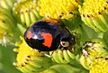 * Nomination Harlequin Lady beetle, Harmonia axyridis --Stu Phillips 06:43, 27 July 2012 (UTC) * Decline Blurry --Poco a poco 17:24, 27 July 2012 (UTC)