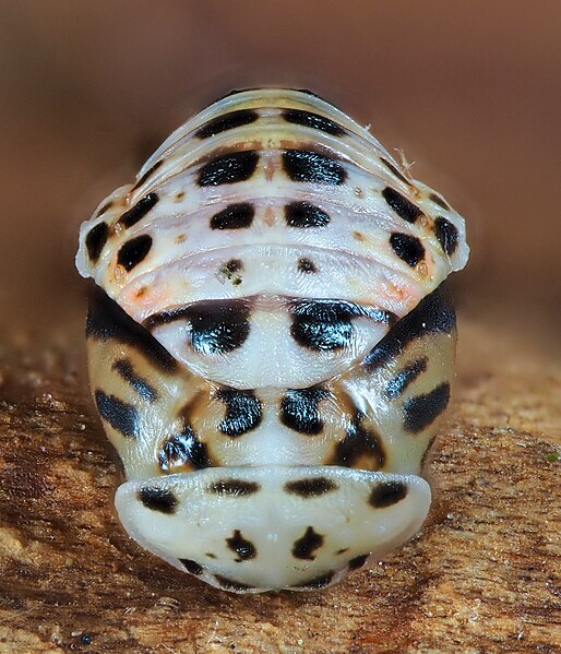 File:Harmonia quadripunctata (53128360626).jpg