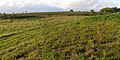 Landscape of the New Forest National park around the site.