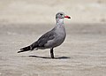 Heermann’s gull (Larus heermanni) at Stinson Beach, Marin County, California.