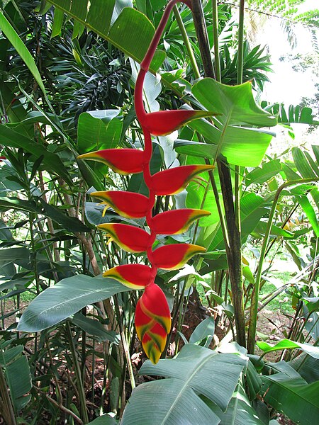 File:Heliconia rostrata in Samana 2.jpg