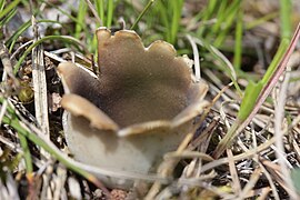 Helvella leucomelaena (26827850295).jpg