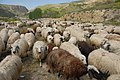 Herd of Sheep (ոչխարների հոտ).jpg