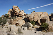 Joshua Tree National Park