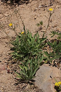 <i>Pilosella scouleri</i> Species of flowering plant